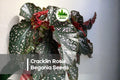 Cracklin Rosie Begonia Seeds – Bright Pink-Red Blooms, Compact, Shade-Tolerant, 25 Seeds, Begonia spp.