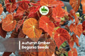 Autumn Ember Begonia Seeds – Orange Blooming, Compact, Shade-Loving, Begonia spp., Garden, Container, Border, 25 Seeds