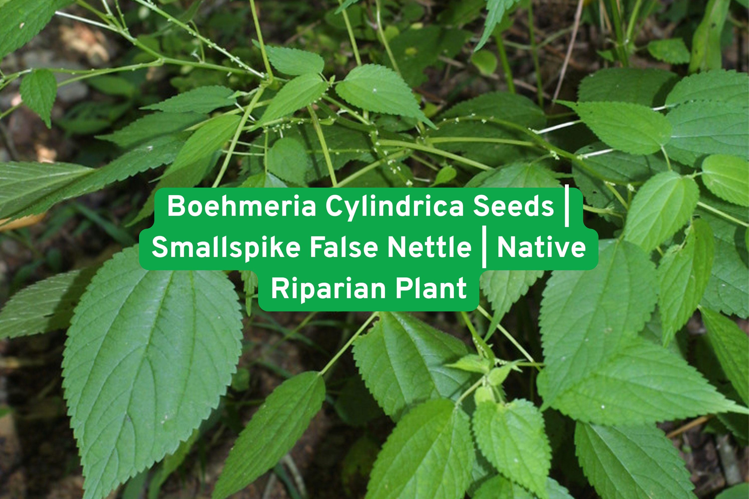 Boehmeria Cylindrica Seeds | Smallspike False Nettle Native Perennial for Wetlands, Rain Gardens & Stream Banks