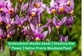 Dodecatheon Meadia Seeds | Shooting Star Flower | Native Prairie Woodland Wildflower Seeds for Pollinator Gardens
