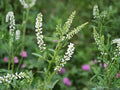White Blossom Sweet Clover Seeds – Organic Heirloom Non-GMO Garden Planting – Melilotus alba, Wildflower, Cottage Garden