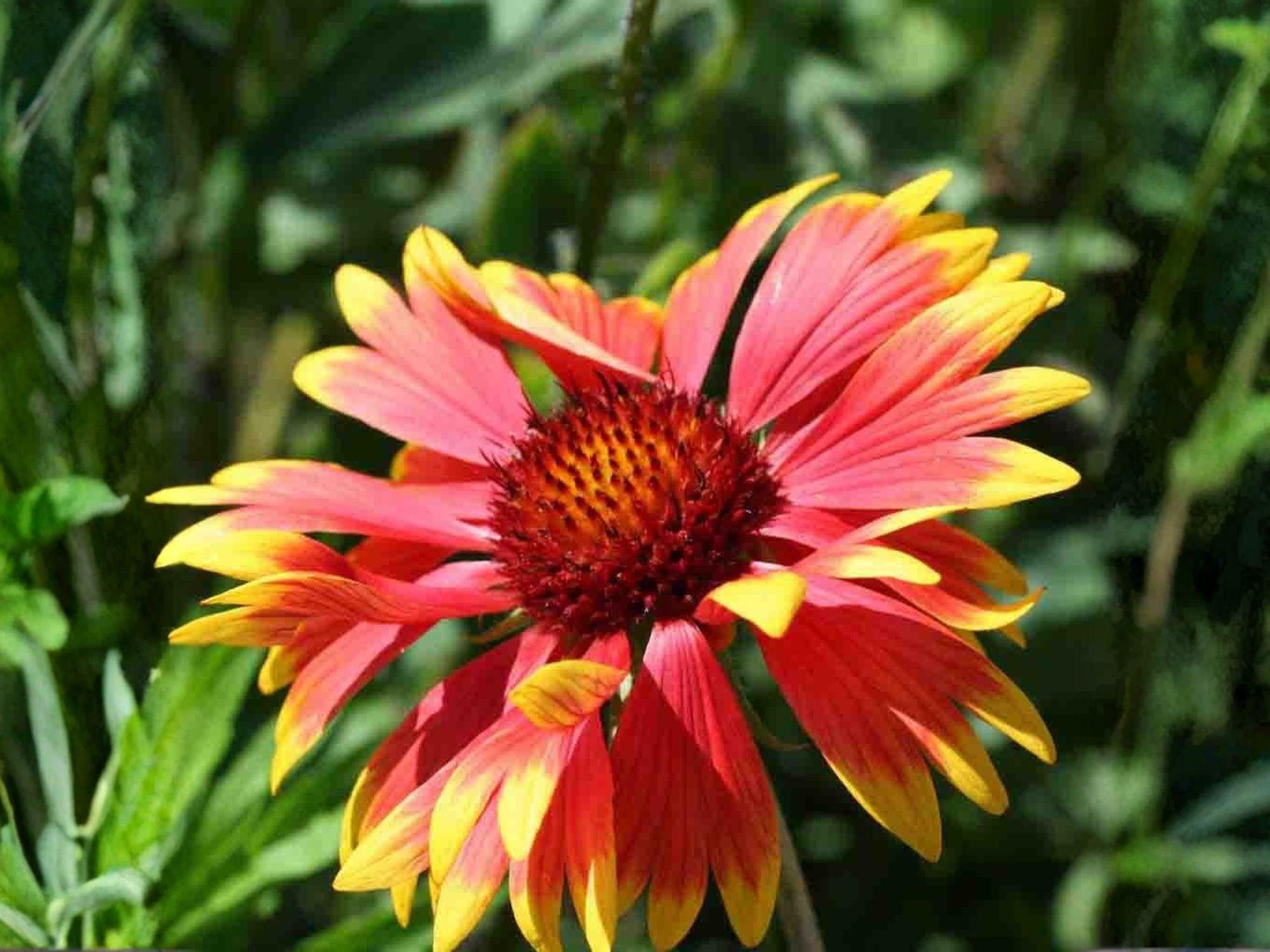 Gaillardia aristata Seeds – Meriwether Blanketflower Native Wildflower Drought Tolerant Perennial for Pollinator Gardens