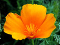 Eschscholzia californica California Poppy Seeds – Drought Tolerant Wildflower for Pollinator Gardens, Xeriscape & Rock Gardens