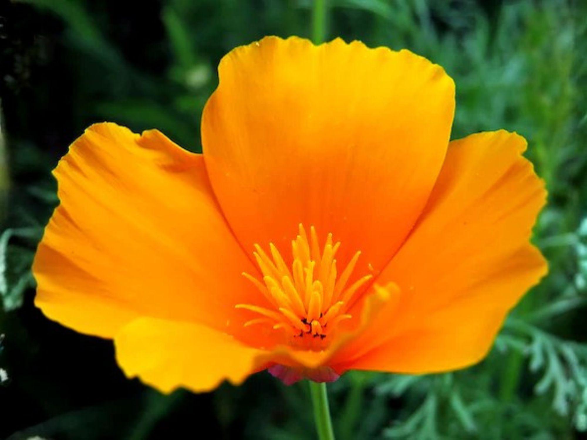 Eschscholzia californica California Poppy Seeds – Drought Tolerant Wildflower for Pollinator Gardens, Xeriscape & Rock Gardens