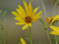 Helianthus Nuttallii Seeds – Native Marsh Sunflower Perennial for Rain Gardens & Pollinator Gardens