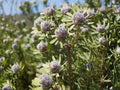 Leucadendron pubescens Seeds – Rare South African Evergreen Drought-Tolerant Shrub for Mediterranean & Coastal Gardens