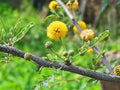 Acacia Nilotica Seeds – Gum Arabic Tree, Egyptian Thorn Babul, Thorny Tree, Vachellia nilotica, Drought Tolerant, Warm Climate