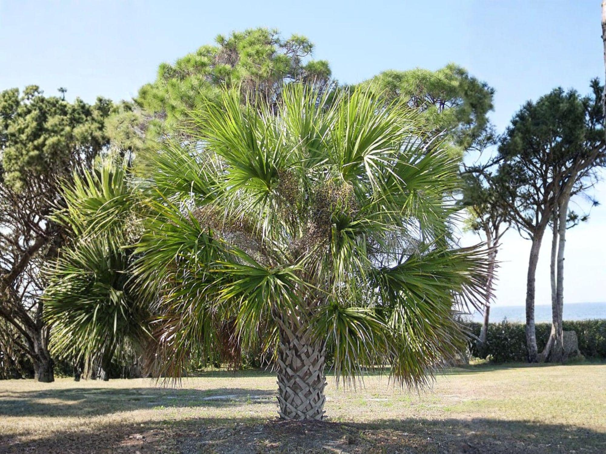 Sabal Palmetto Seeds – Hardy Coastal Fan Palm Tree, Cabbage Palm, Carolina Palmetto, Swamp Cabbage, Tropical Garden Plant