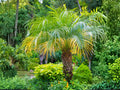Pygmy Date Palm Seeds – Phoenix roebelenii Small Tropical Indoor Outdoor Tree for Patio, Garden & Container Planting