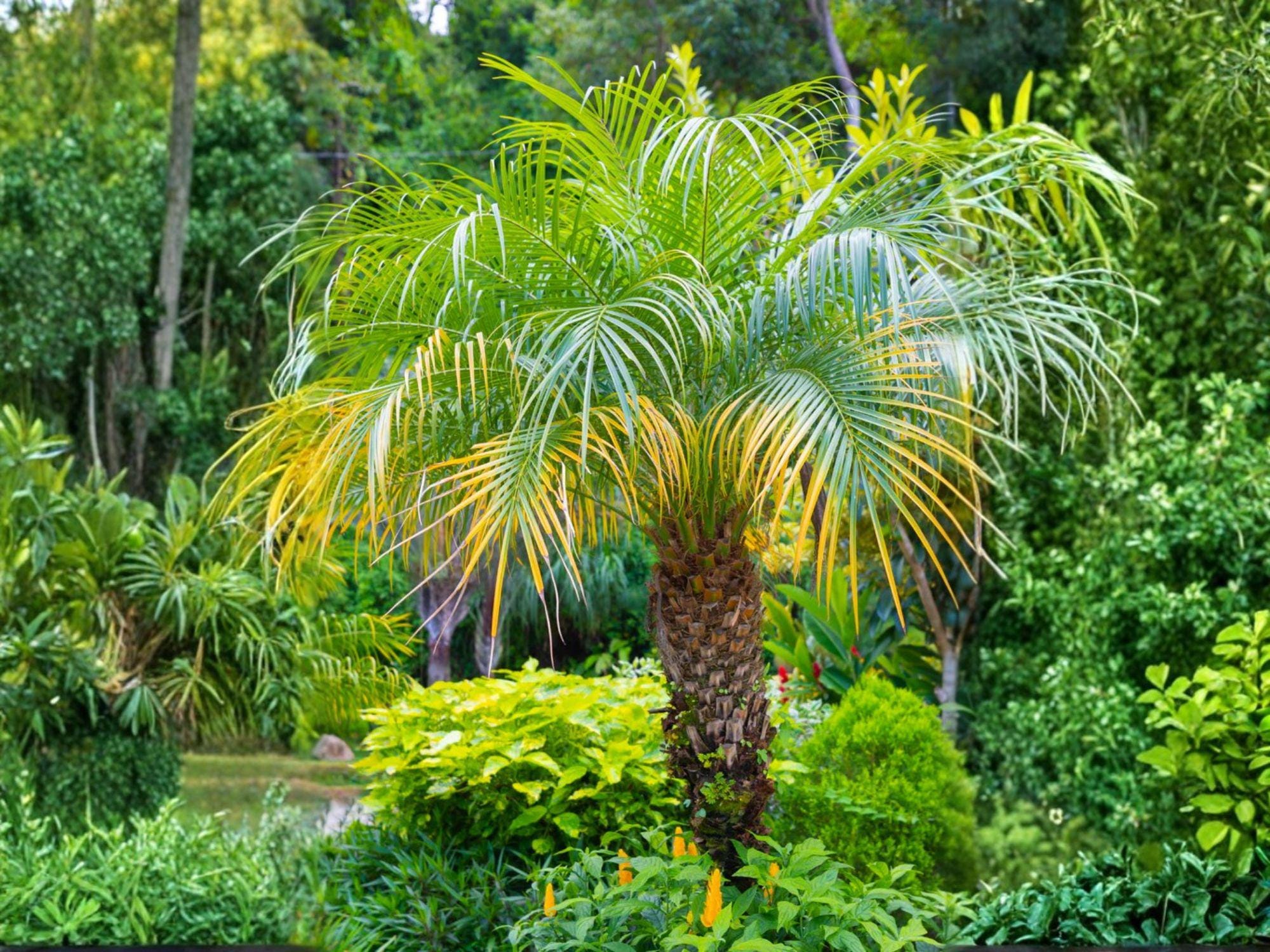 Pygmy Date Palm Seeds – Phoenix roebelenii Small Tropical Indoor Outdoor Tree for Patio, Garden & Container Planting