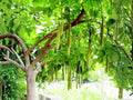 Gleditsia sinensis Seeds – Chinese Honeylocust Soap Bean Tree – Ornamental Deciduous Tree for Gardens & Landscaping