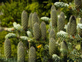 Abies alba European Silver Fir Tree Seeds – Evergreen Conifer for Landscape, Reforestation & Christmas Tree