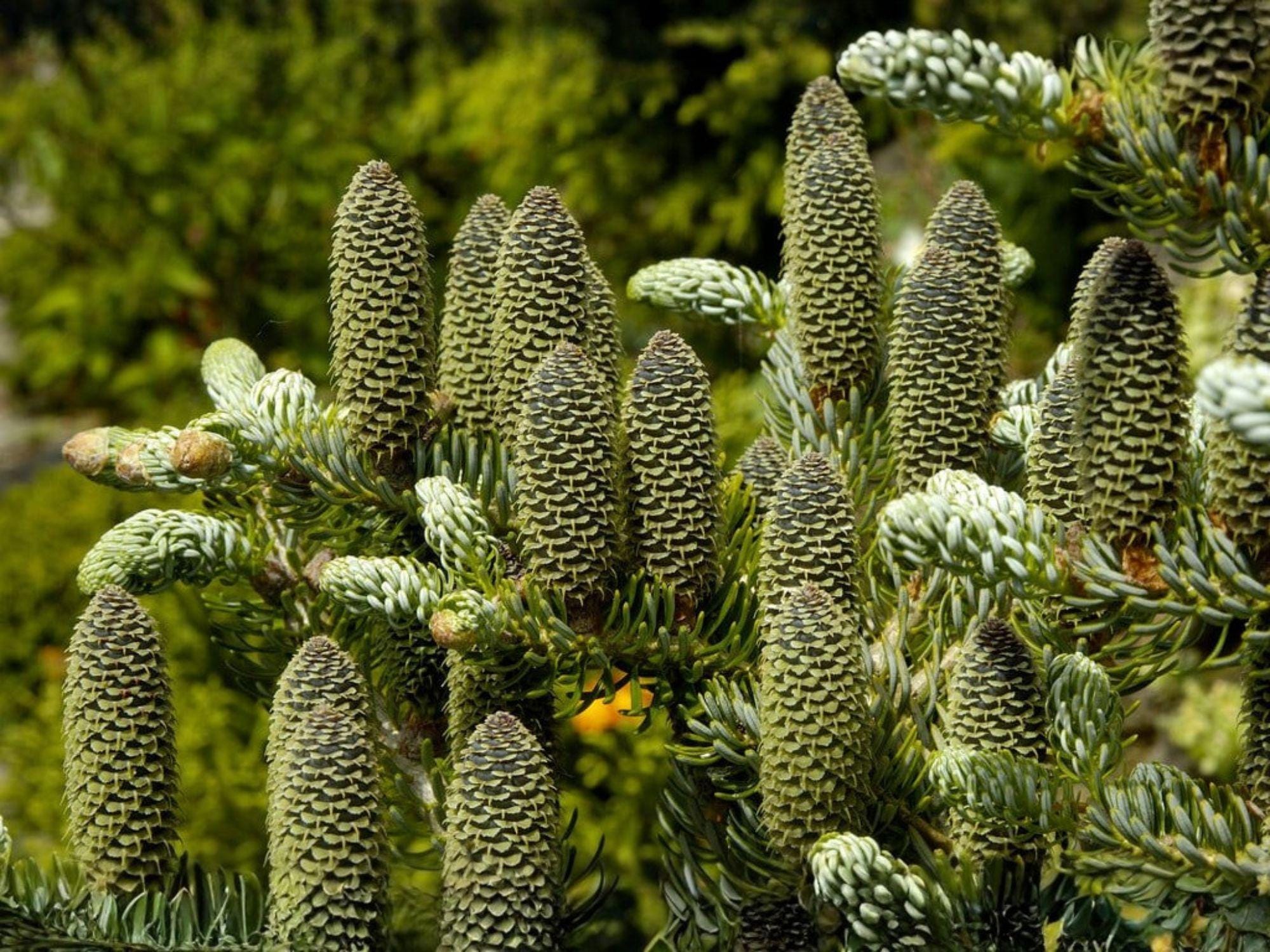 Abies alba European Silver Fir Tree Seeds – Evergreen Conifer for Landscape, Reforestation & Christmas Tree