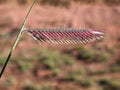 Bouteloua gracilis Blue Grama Seeds – Drought Tolerant Native Prairie Grass for Xeriscape, Meadow, and Wildlife Habitats