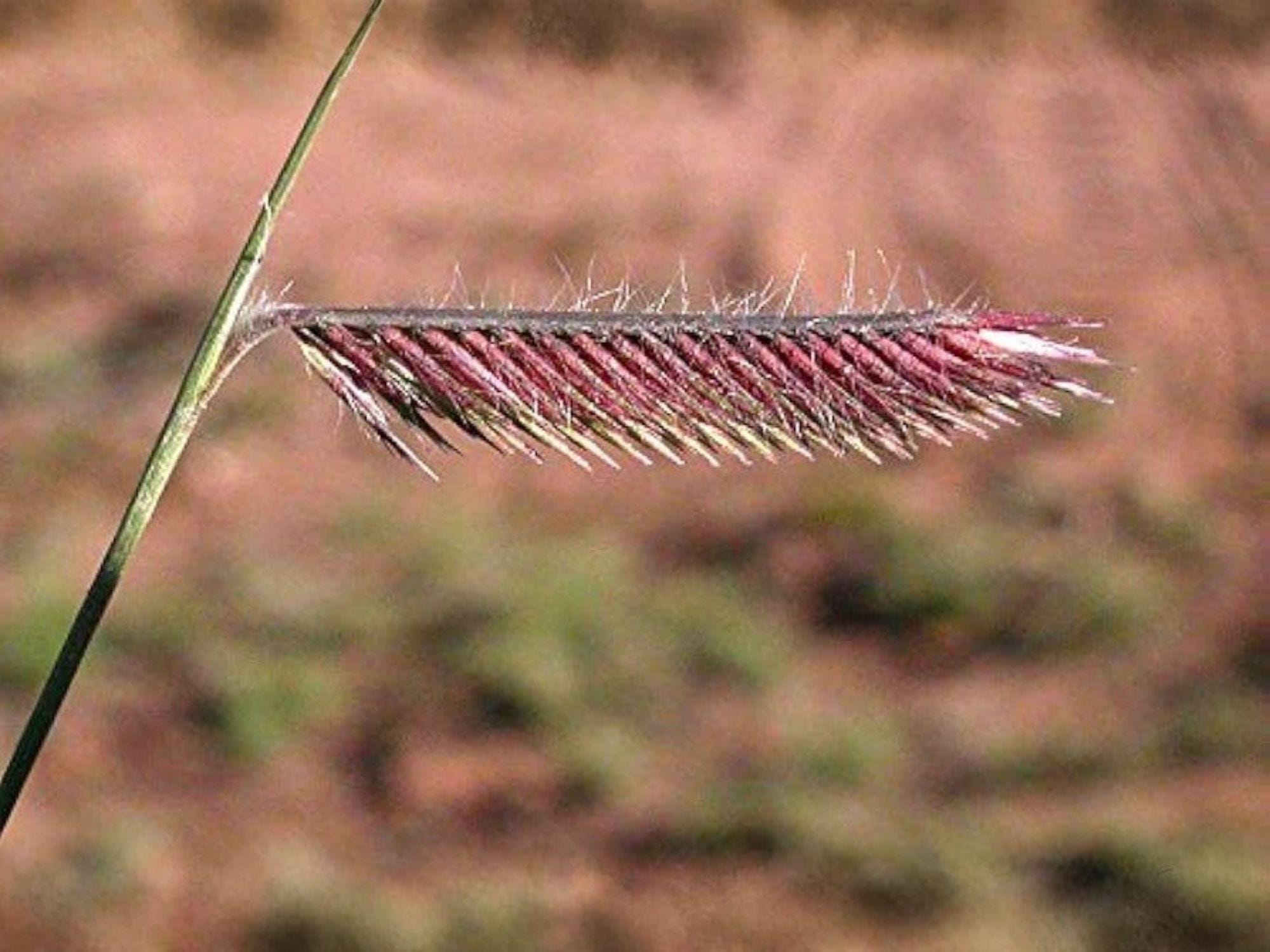Bouteloua gracilis Blue Grama Seeds – Drought Tolerant Native Prairie Grass for Xeriscape, Meadow, and Wildlife Habitats