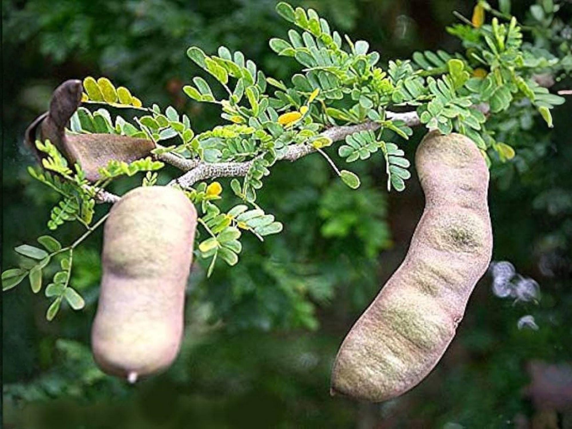 Pithecellobium flexicaule Seeds – Texas Ebony Tree – Drought Tolerant Evergreen for Desert Landscapes and Xeriscape Gardens