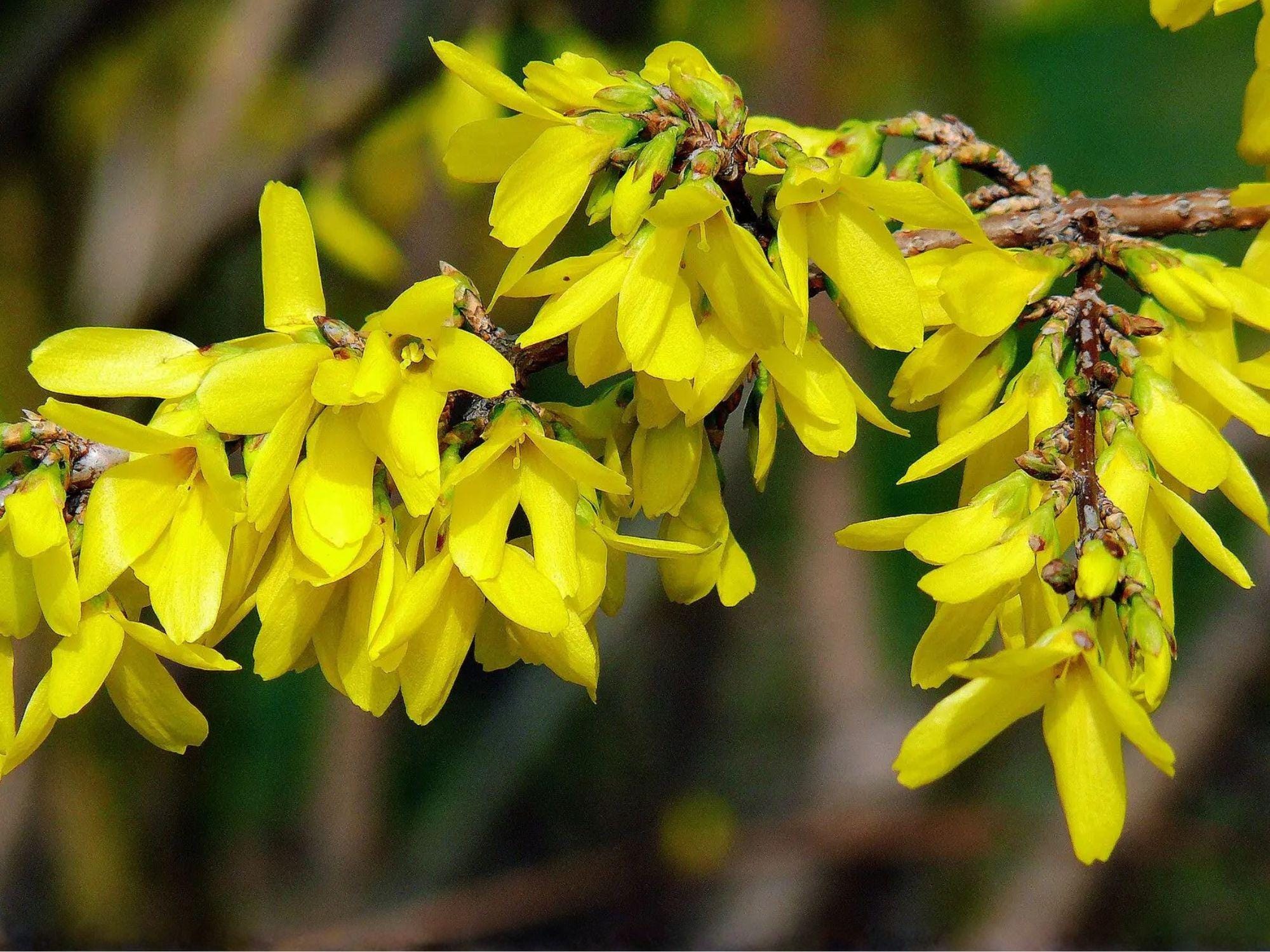 Forsythia Suspensa Seeds – Golden Bell Weeping Forsythia Flowering Shrub for Early Spring Color, Deciduous Ornamental Plant