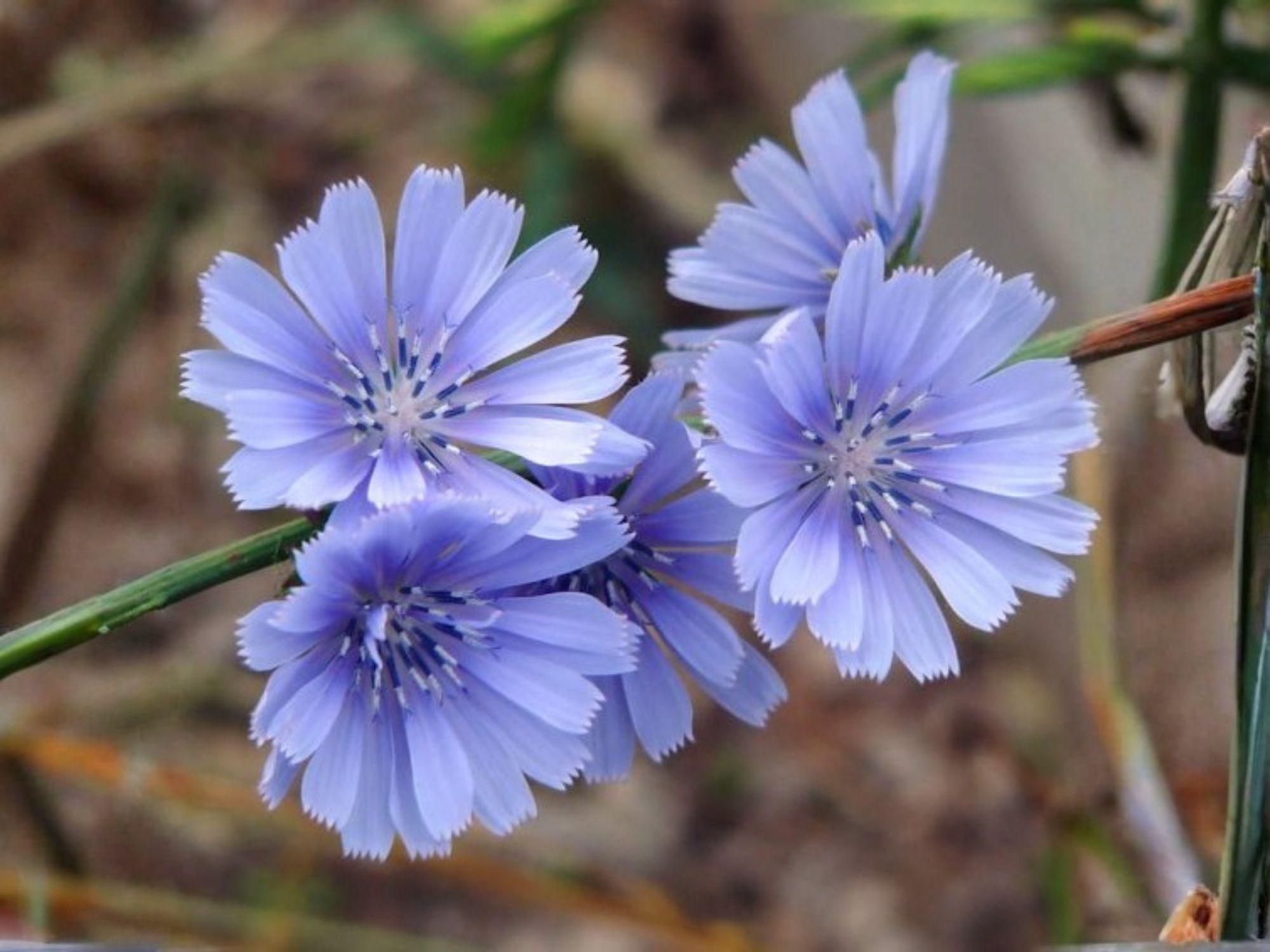 Organic Blue Chicory Seeds – Cichorium Intybus Flower Garden Planting – Heirloom, Non-GMO, Open-Pollinated, Wildflower, Cottage Garden