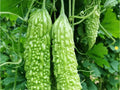 Dark Jade Bitter Melon Seeds | Hybrid Asian Gourd | Momordica charantia | Non-GMO, Edible Vining Vegetable