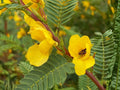 Partridge Pea Seeds Heirloom Non-GMO Chamaecrista fasciculata for Natural Garden & Meadow Planting, 100 Seeds