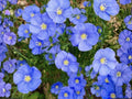 Perennial Blue Flax Seeds – Heirloom Non-GMO, Linum perenne, Sky-Blue Flowers for Garden Planting, Cottage & Meadow Gardens