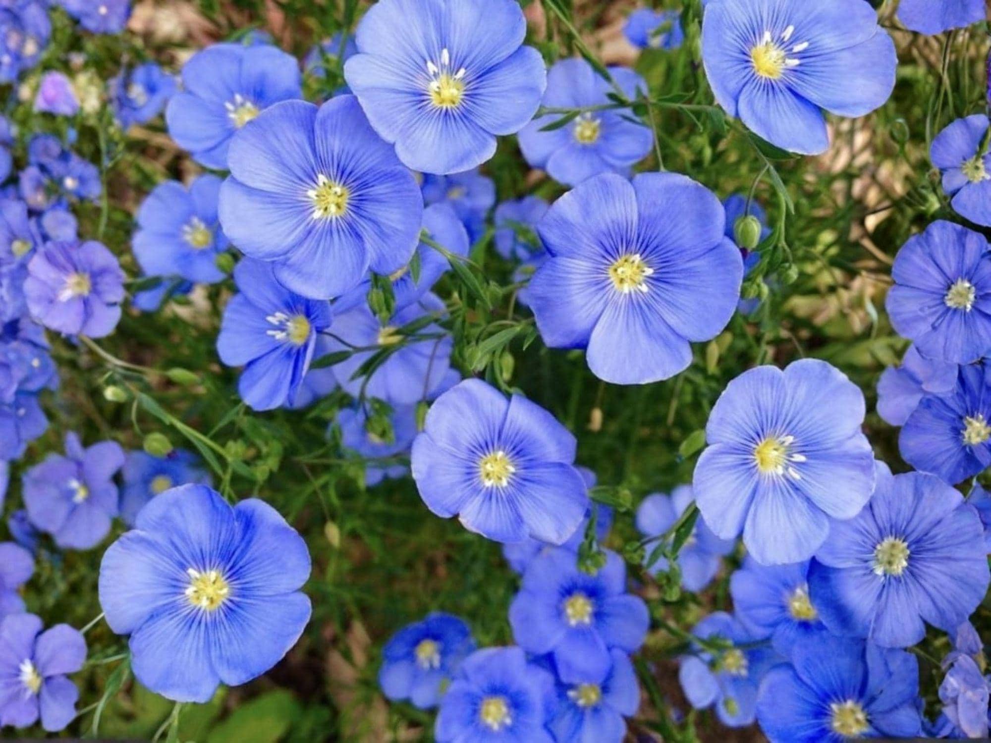 Perennial Blue Flax Seeds – Heirloom Non-GMO, Linum perenne, Sky-Blue Flowers for Garden Planting, Cottage & Meadow Gardens