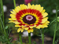 Painted Daisy Seeds – Heirloom Non-GMO Glebionis Carinata Flower Seeds for Garden, Borders, and Meadow Planting
