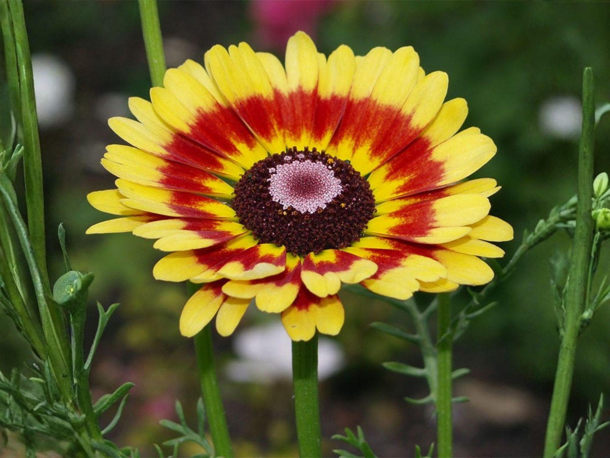 Painted Daisy Seeds – Heirloom Non-GMO Glebionis Carinata Flower Seeds for Garden, Borders, and Meadow Planting