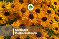 200+ Goldilocks Rudbeckia Seeds - Rudbeckia hirta, Bright Golden Yellow, Pollinator-Friendly, Heat-Tolerant Annual for Borders & Gardens