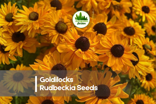 200+ Goldilocks Rudbeckia Seeds - Rudbeckia hirta, Bright Golden Yellow, Pollinator-Friendly, Heat-Tolerant Annual for Borders & Gardens