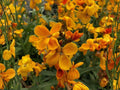 Siberian Wallflower Seeds Heirloom Non-GMO Cheiranthus allionii Erysimum cheiri Flower Garden