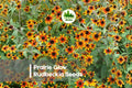 Prairie Glow Rudbeckia Seeds – Bicolor Red & Gold Flowers for Borders, Wildflower Gardens & Pollinator Attracting Perennial
