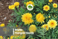 25 Phyllis Marigold Seeds, Bright Yellow, Frilly Blooms, Tagetes spp., Garden Borders & Containers