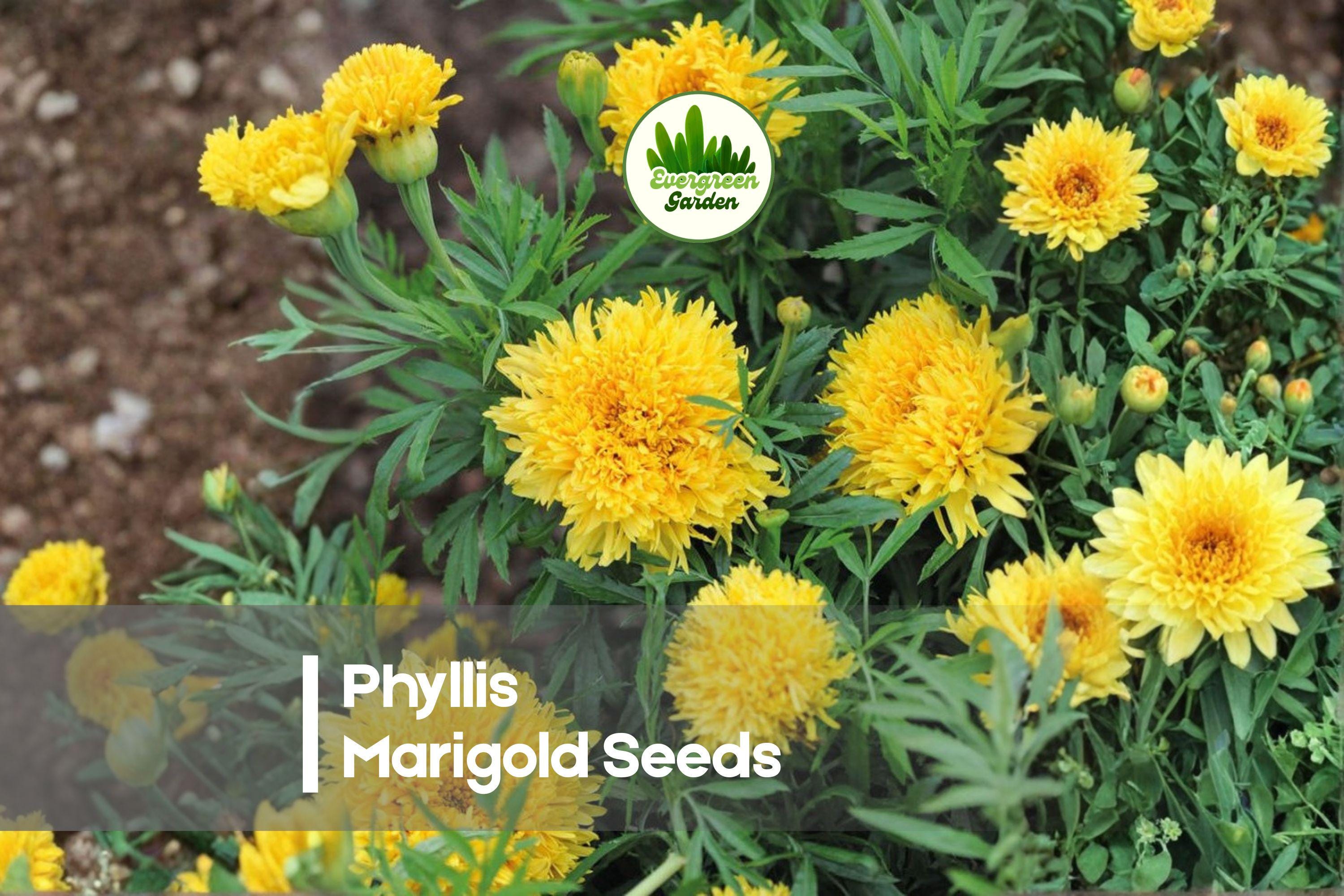 25 Phyllis Marigold Seeds, Bright Yellow, Frilly Blooms, Tagetes spp., Garden Borders & Containers