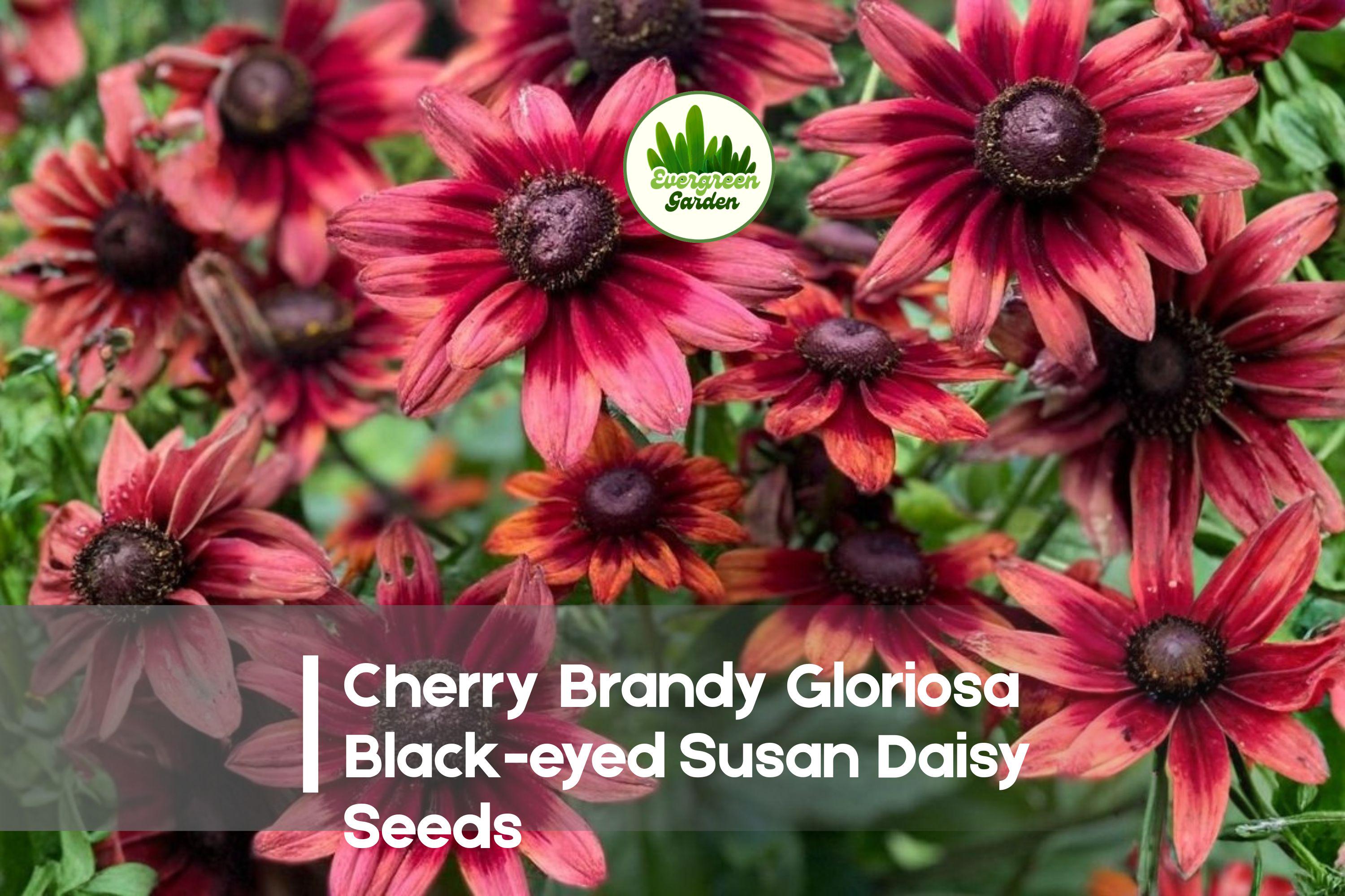 Cherry Brandy Gloriosa Black-Eyed Susan Seeds, Rudbeckia hirta, Deep Red, Pollinator-Friendly, Annual, 200+ Seeds