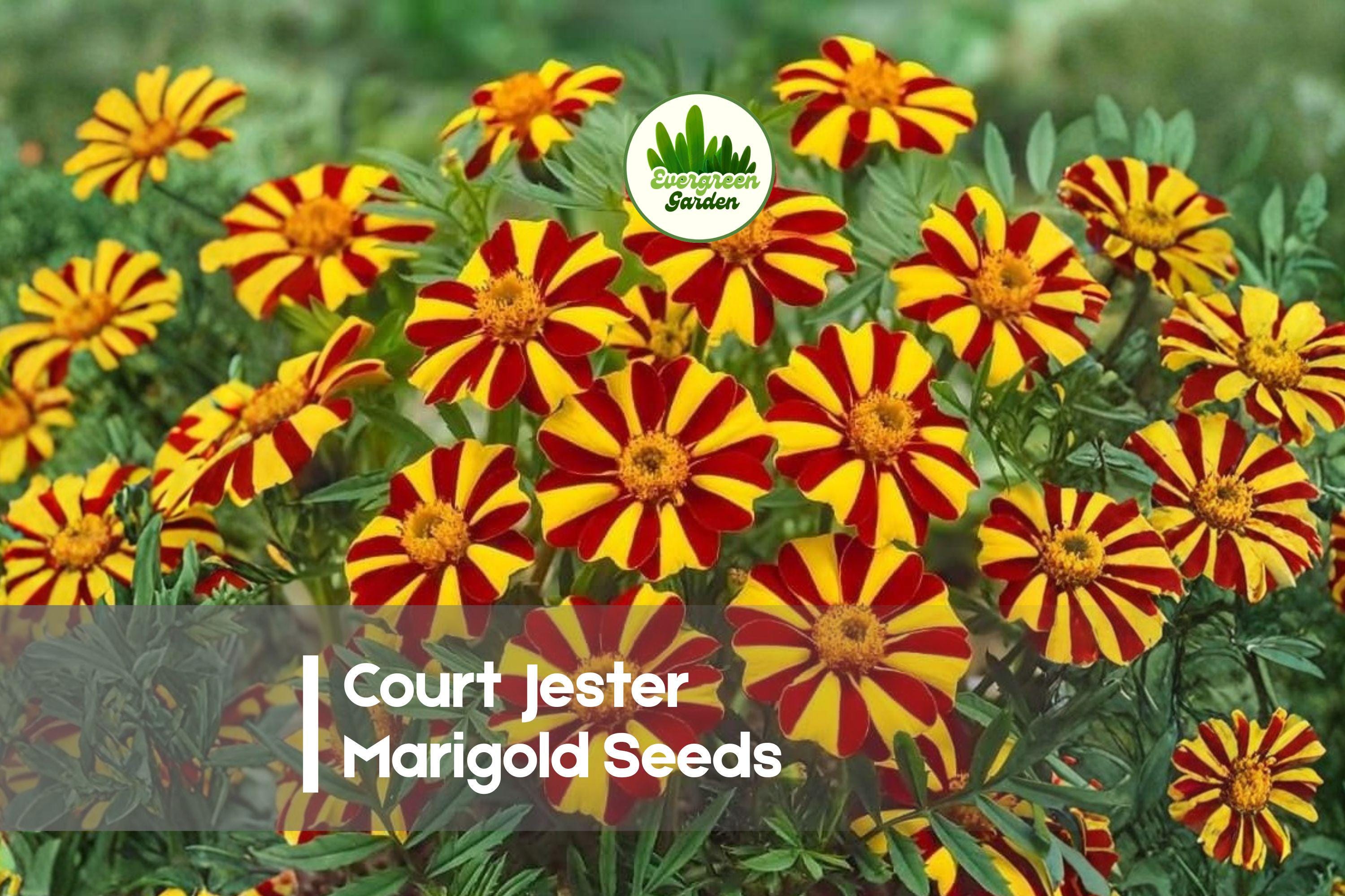25 Court Jester Marigold Seeds – Bi-Color Striped Flowers, Compact Annual, Tagetes patula for Borders & Containers