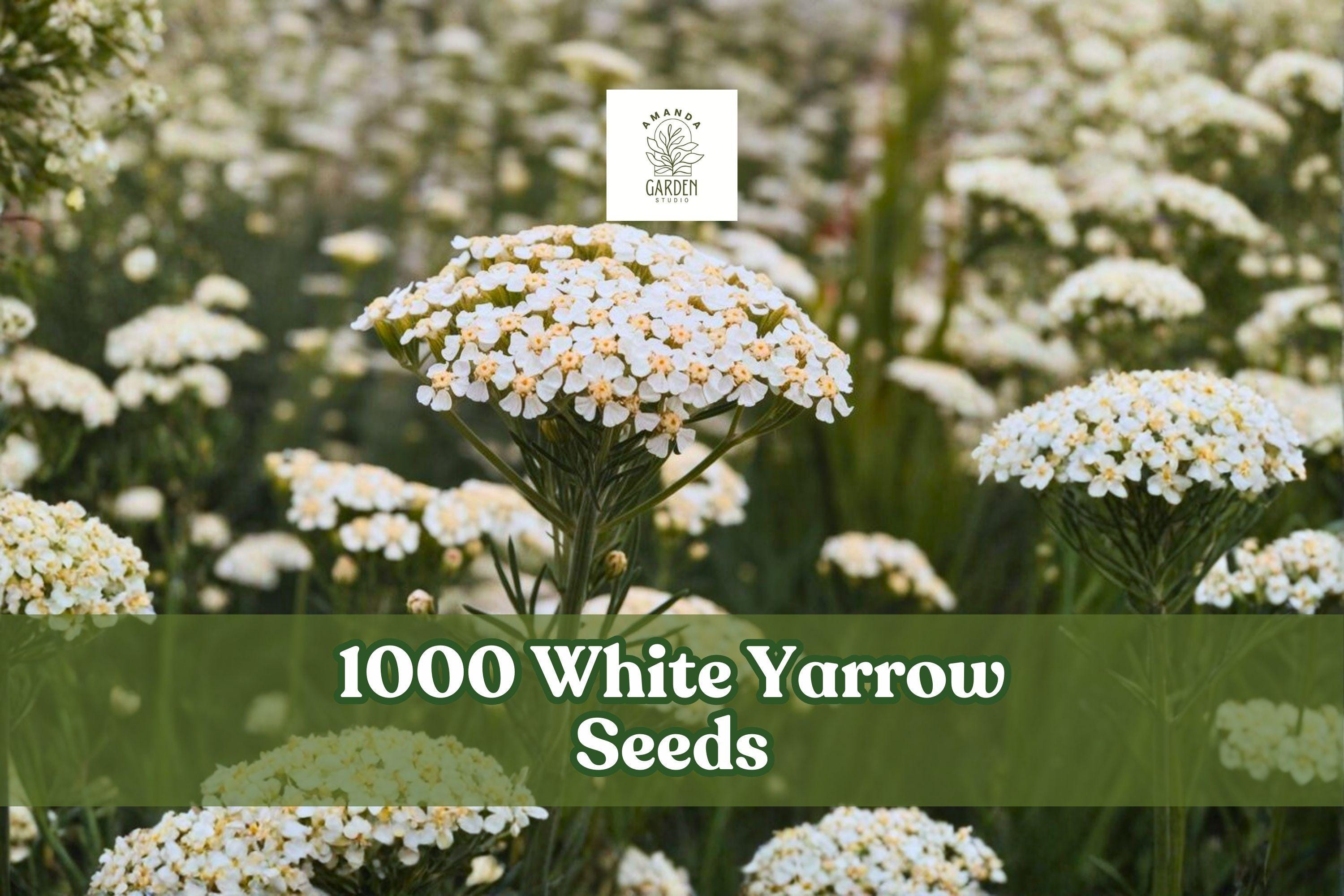 1000 White Yarrow Seeds – Achillea millefolium Perennial Wildflower for Garden, Meadow, Borders, Pollinator Gardens