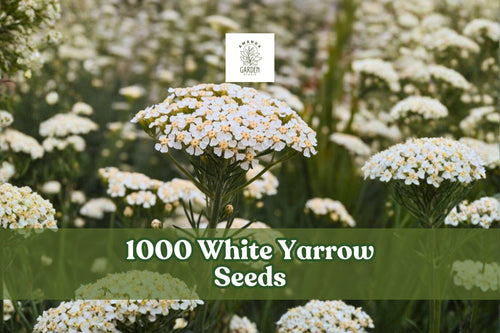 1000 White Yarrow Seeds – Achillea millefolium Perennial Wildflower for Garden, Meadow, Borders, Pollinator Gardens