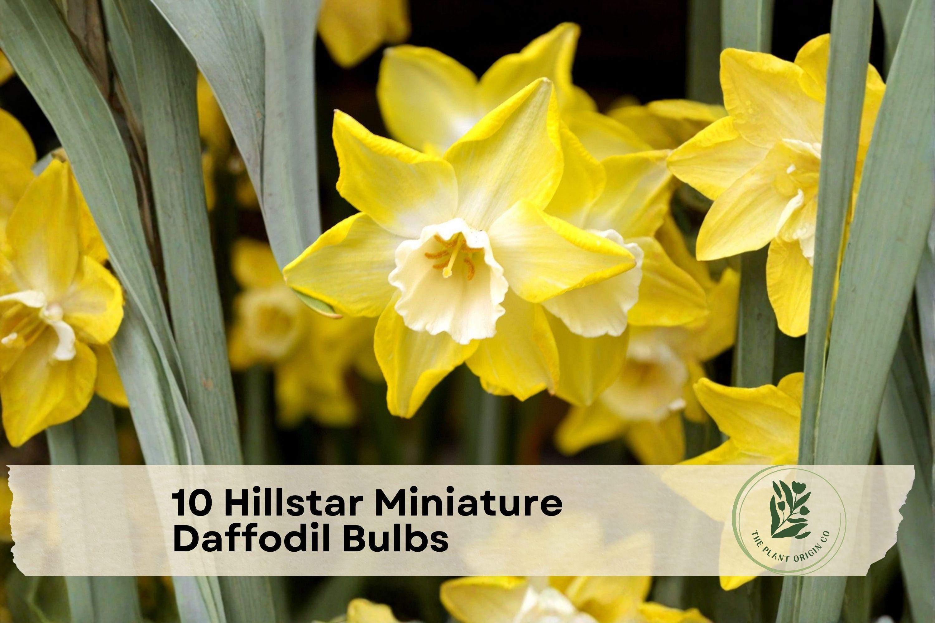 10 Hillstar Miniature Daffodil Bulbs – Bright Yellow Narcissus for Borders, Rock Gardens & Containers
