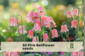 Pink Bellflower Seeds – Campanula medium Champion Series, Rosy Pink Bell-Shaped Flowers, Garden Bed & Border Plant, Cut Flower