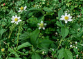 White Avens Seeds, Geum canadense, Native Woodland Perennial, Shade Garden, Wildflower, Pollinator-Friendly