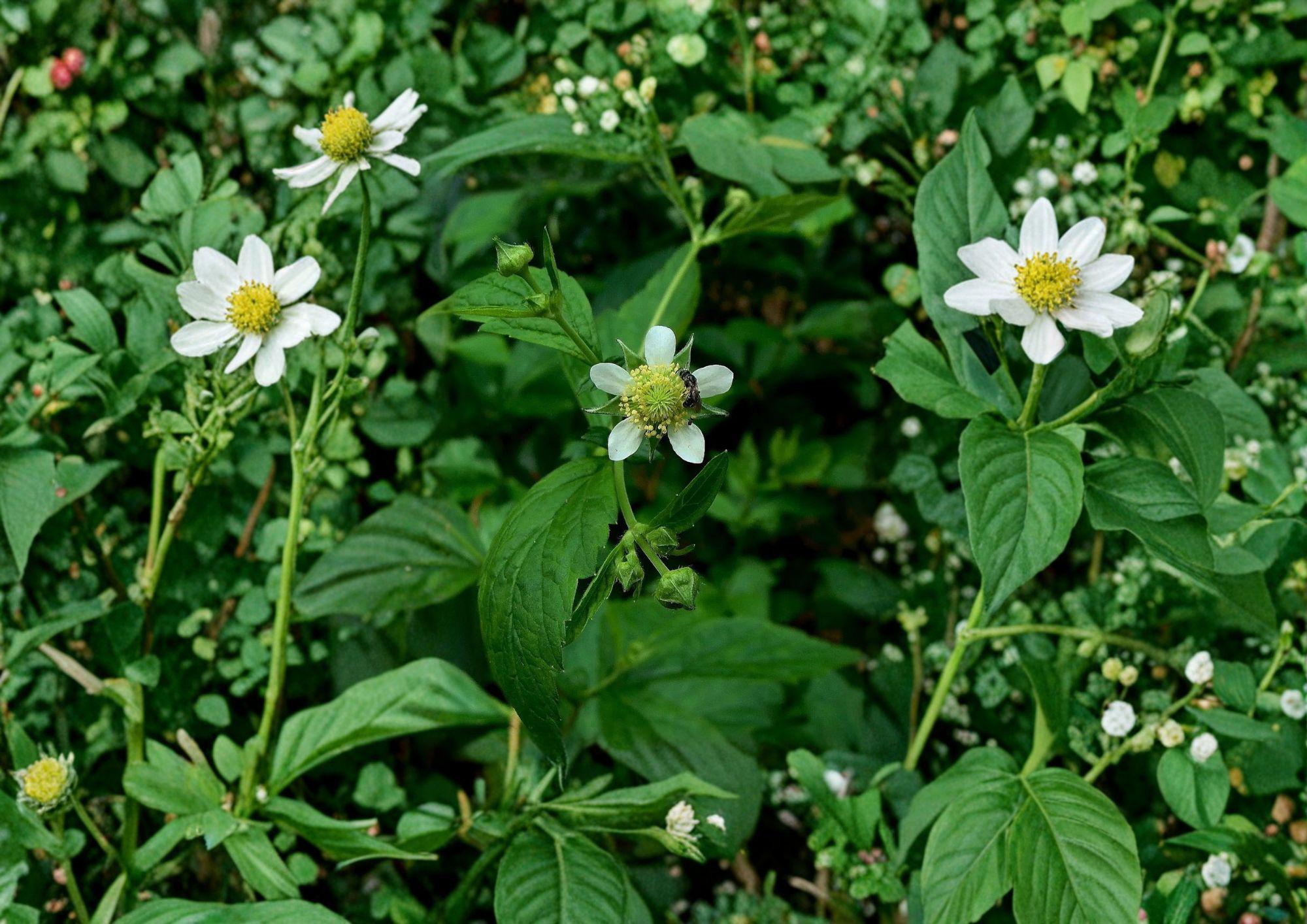 White Avens Seeds, Geum canadense, Native Woodland Perennial, Shade Garden, Wildflower, Pollinator-Friendly
