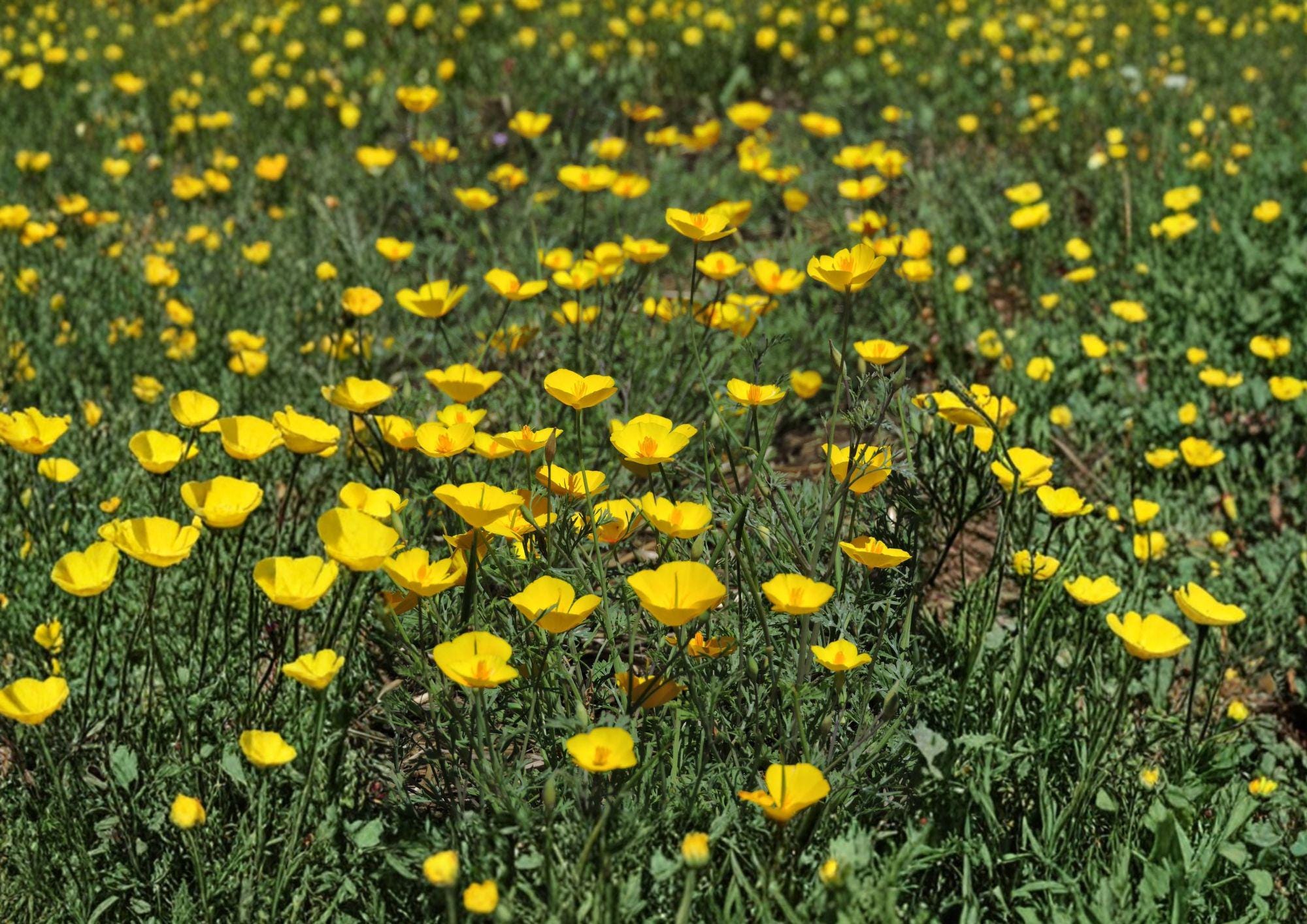Tufted California Poppy Seeds - Dwarf Yellow Wildflower - Eschscholzia caespitosa, Native Annual for Rock Gardens & Borders