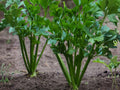 Chinese Celery Kintsai Seeds – Dark Green Asian Heirloom Herb, 1000 Seeds for Stir-Fries, Soups, and Fresh Herbs