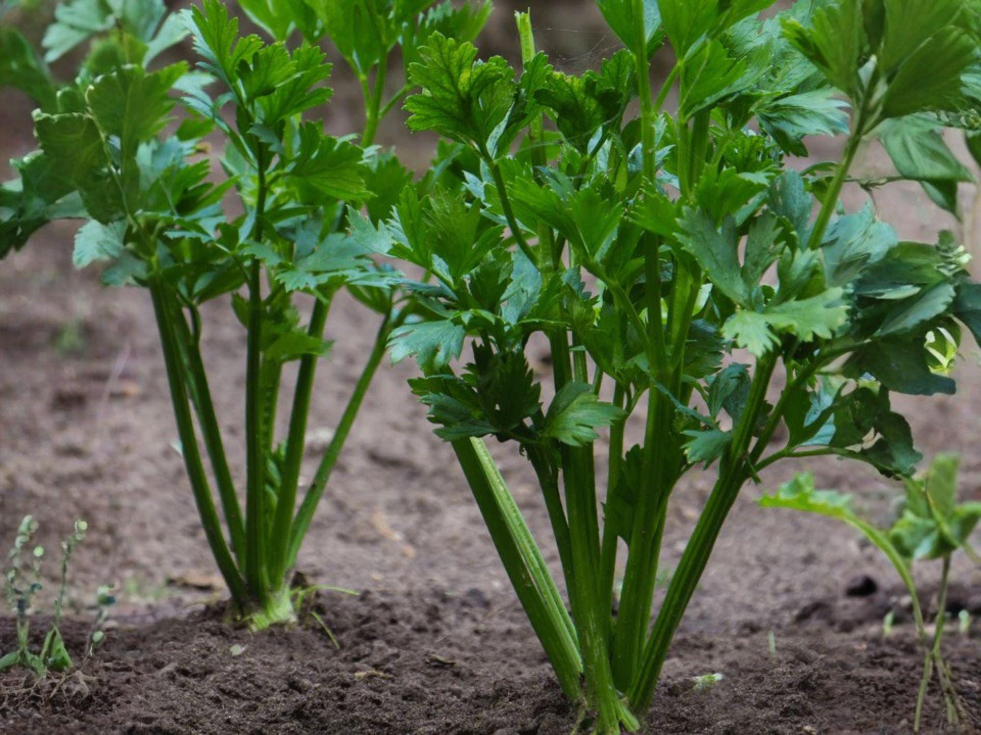 Chinese Celery Kintsai Seeds – Dark Green Asian Heirloom Herb, 1000 Seeds for Stir-Fries, Soups, and Fresh Herbs