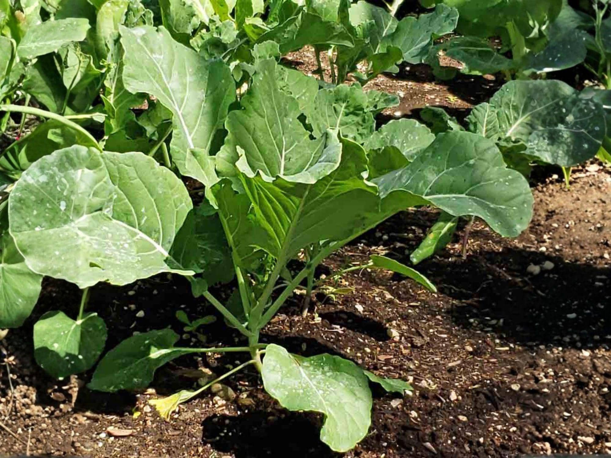 Vates Collard Seeds – 500 Heirloom Non-Heading Green Vegetable Seeds for Cold Hardy Garden Greens