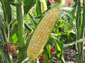 Silver Queen Sweet Corn Seeds – 50 Hybrid White Kernels, Summer Vegetable, Heirloom Corn, White Sweet Corn Seeds