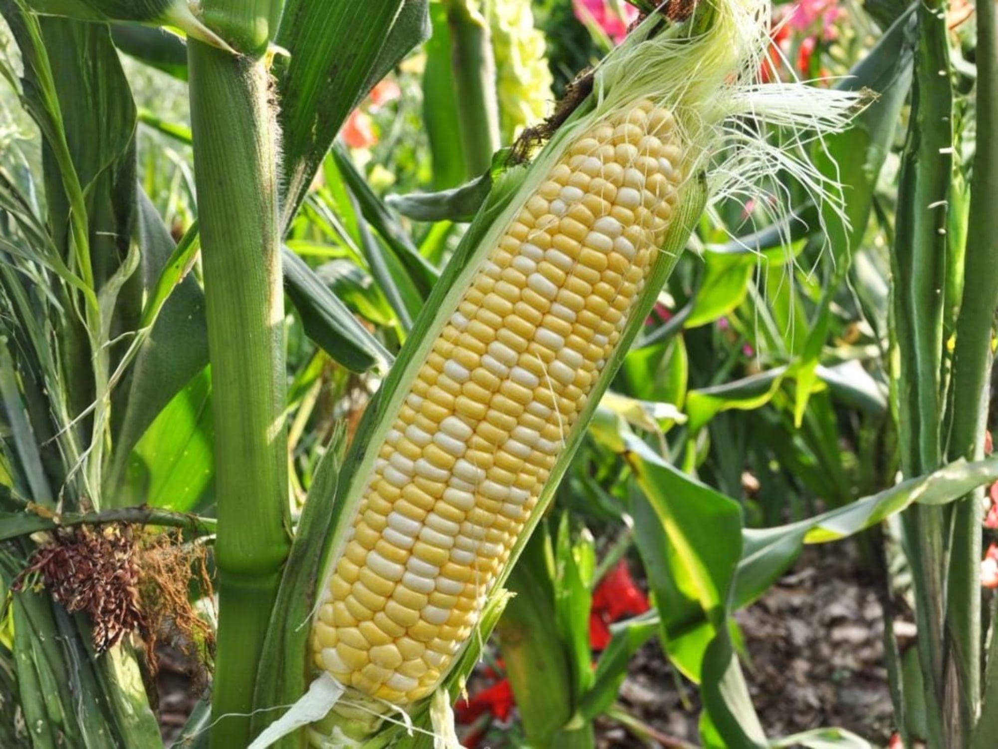 Silver Queen Sweet Corn Seeds – 50 Hybrid White Kernels, Summer Vegetable, Heirloom Corn, White Sweet Corn Seeds