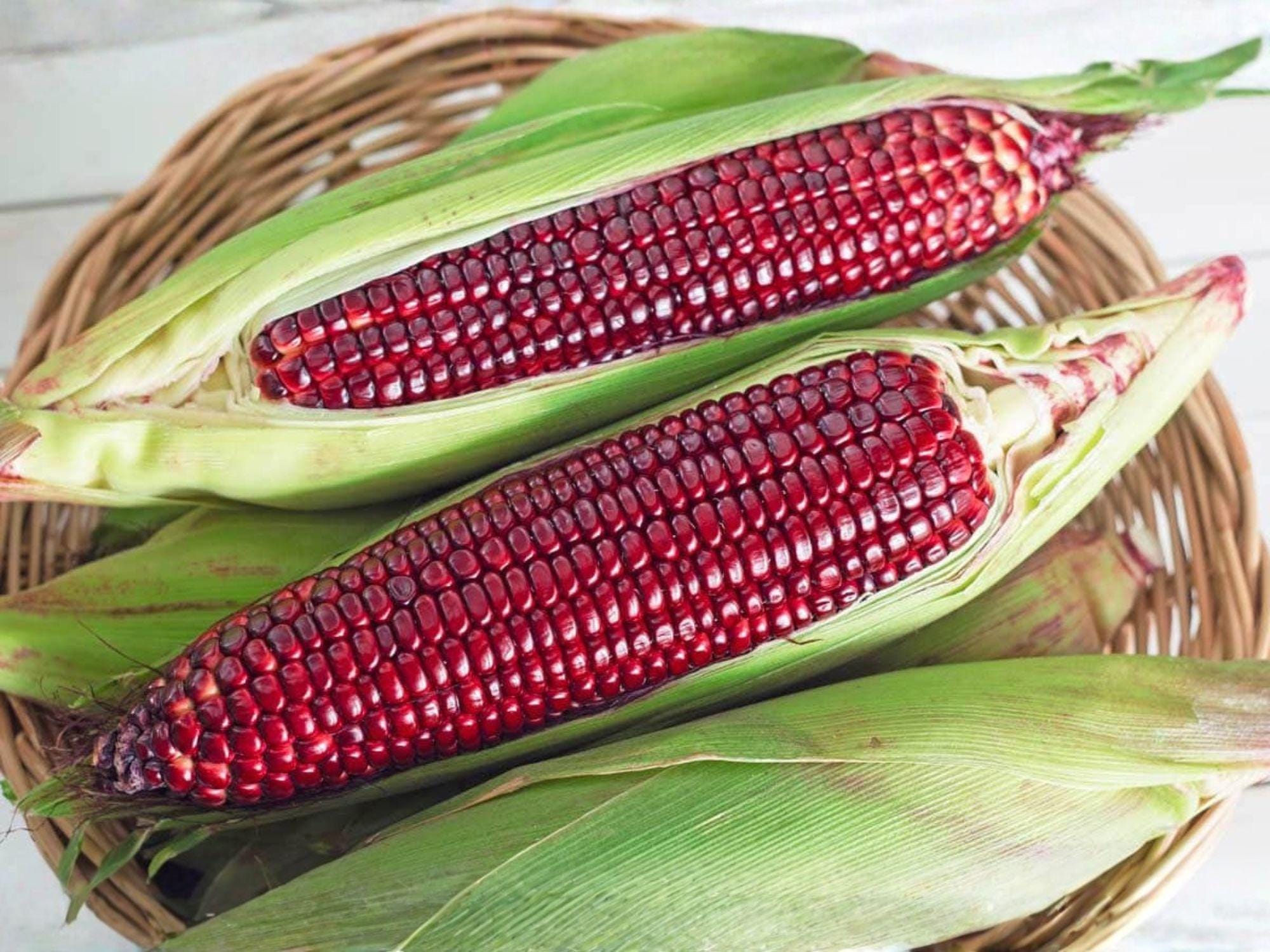 Bloody Butcher Corn Seeds – 50 Heirloom Red Dent Corn for Grain, Flour, and Cornmeal – Zea mays