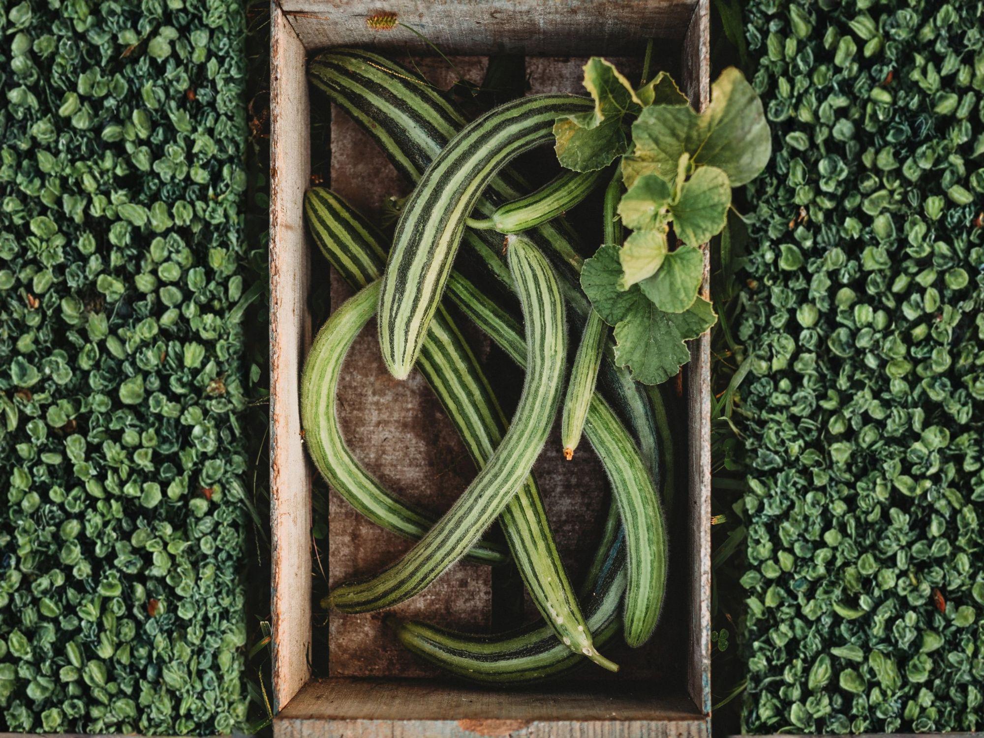 Chinese Snake Cucumber Seeds – Curved Asian Heirloom Variety for Fresh Slicing & Trellis Gardening (10 Seeds)